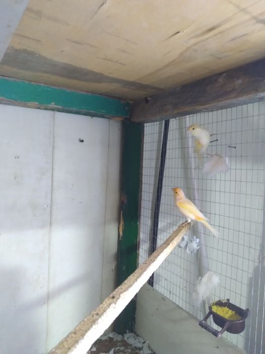 Канарейка сотилади