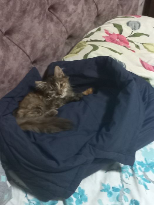 Котёнок девочка бесплатно