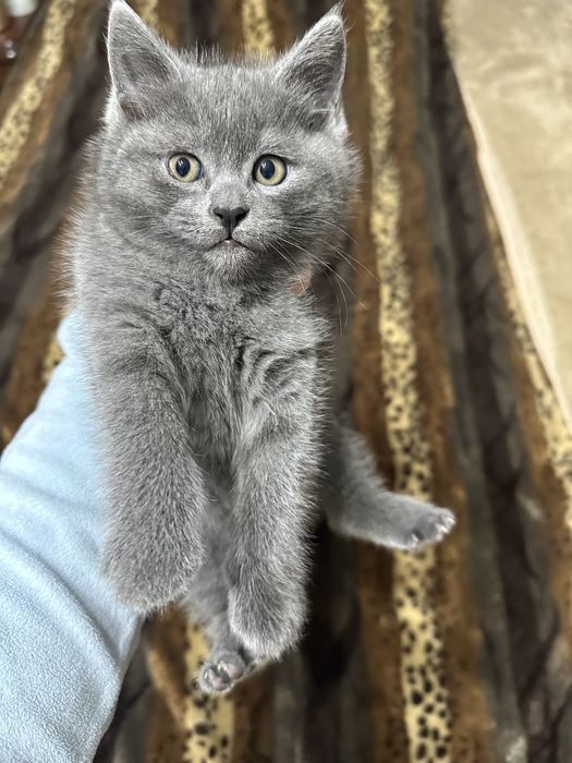 Продаются котята