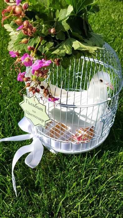 Гълъби за сватба и тържества 40лв