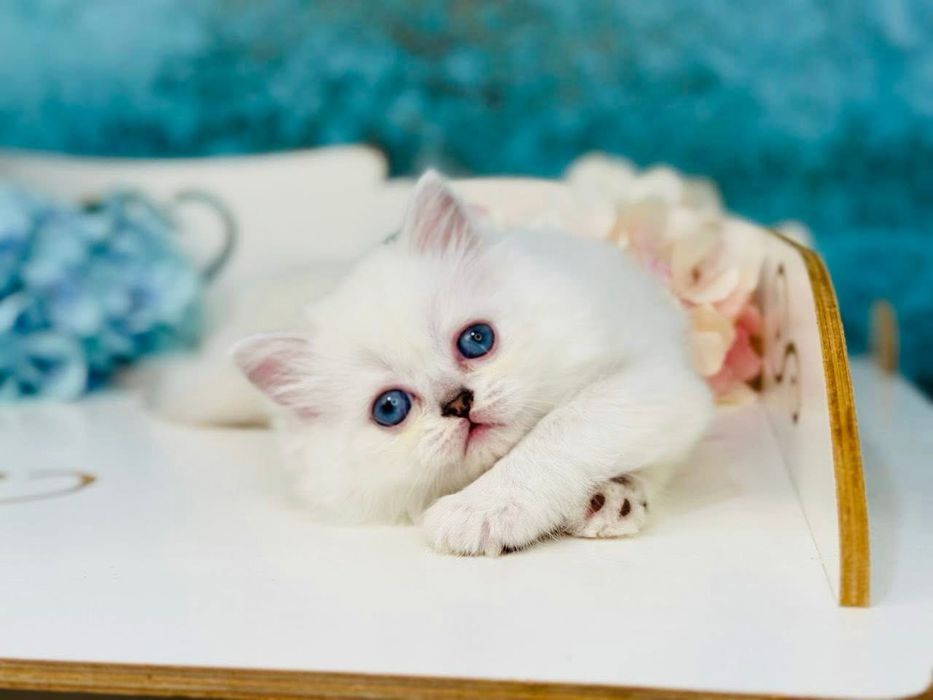 British puiut mascul