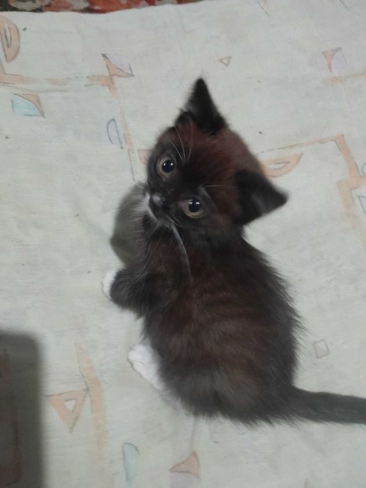 Кошечка в добрые руки
