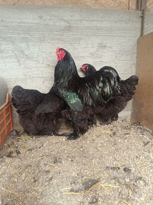 Инкубационные яйцо брам