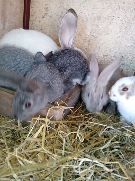 Iepuri, varsta 2 luni