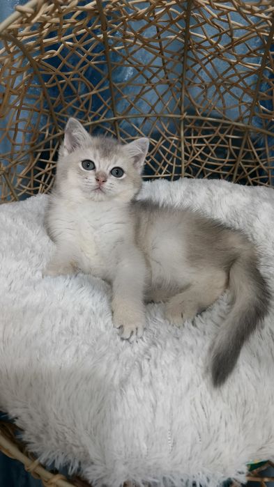 Продаётся чистокровная шотландская девочка