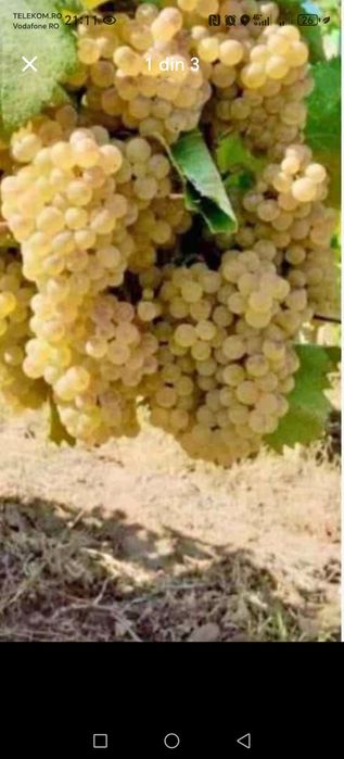 Vând struguri de vin producție 2025. Duce mă în toată țara