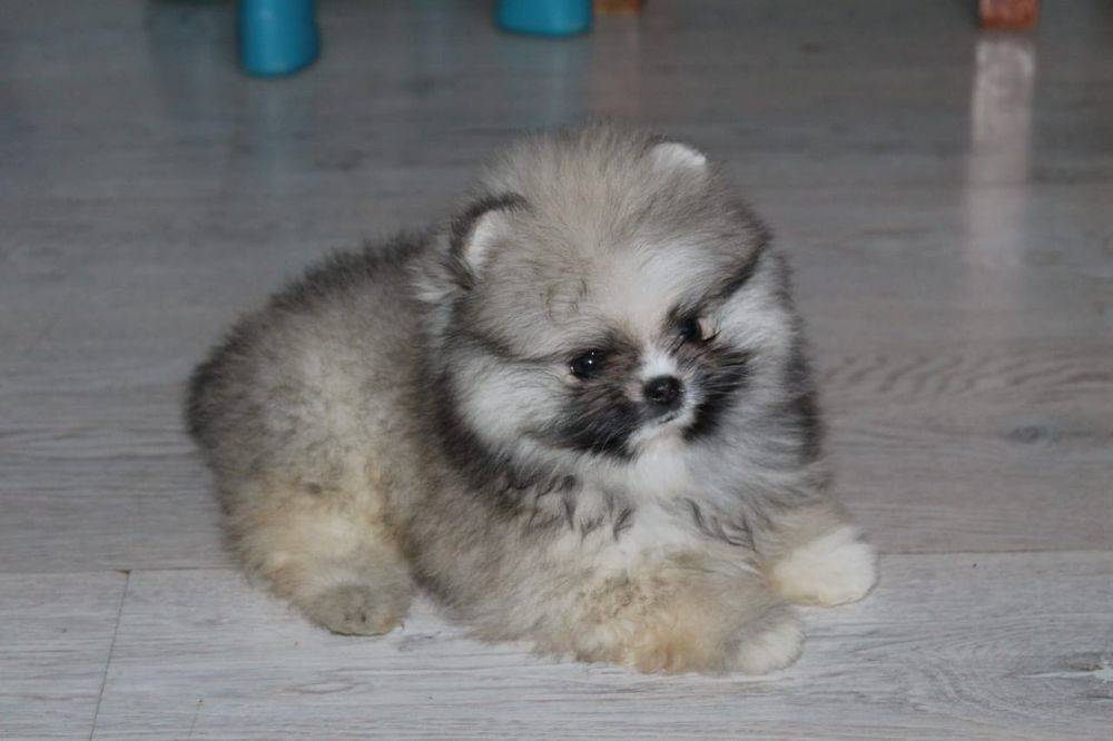 Щенки шпица с документами