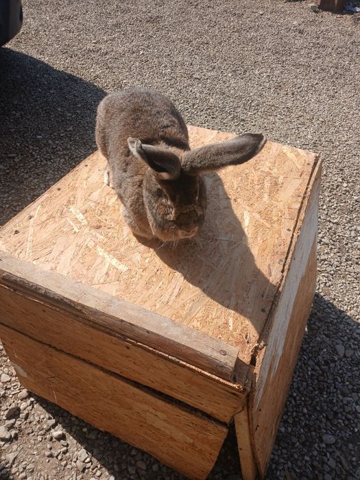 Iepuroaice urias german