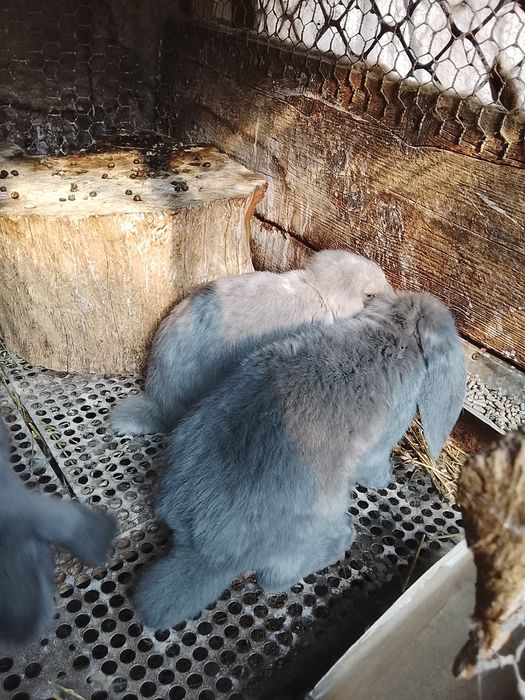 Продам крольчат французский баран