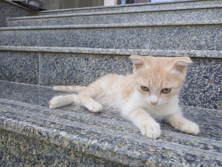 Scottish fold mushuk