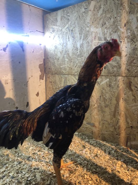 Дакан бойцовый петух