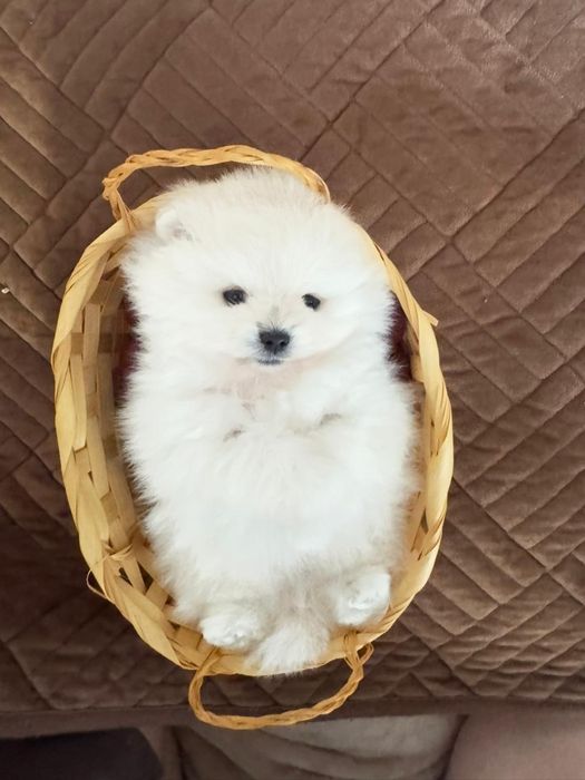 Чудесные мини шпицы