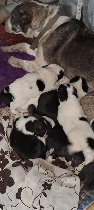 Щенки Алабая(Азиат)