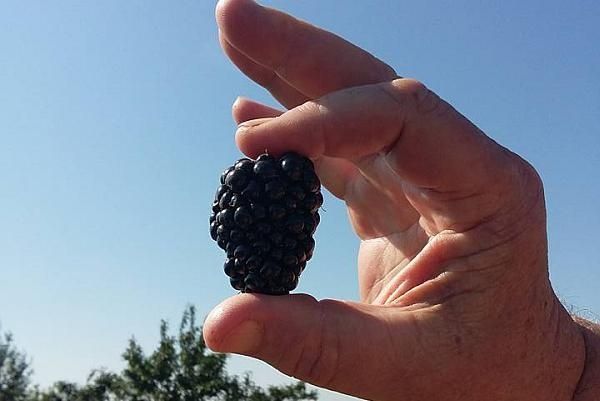 Drajoni zmeur si Marcote mur