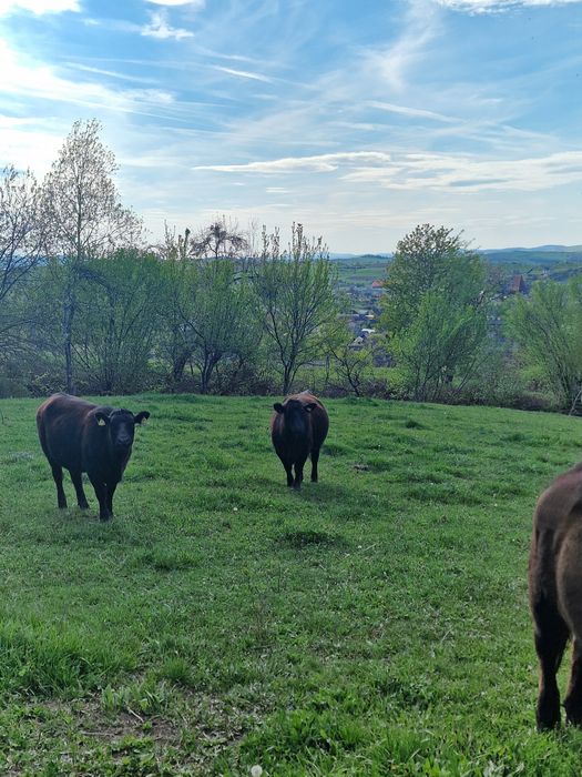 Vând 6 vaci de angus