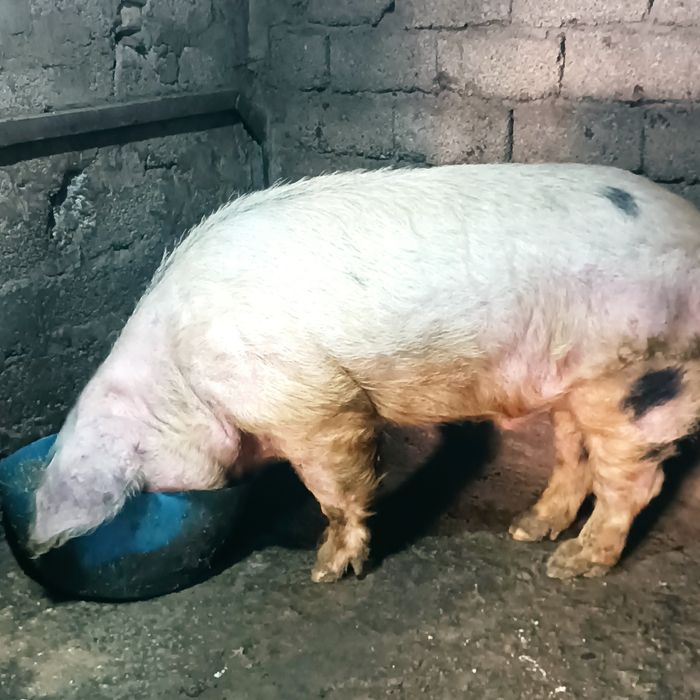 Продается кабан на племя