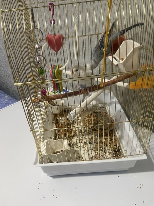 Продам попугайов