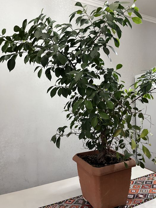 Продам крупные домашние и офисные цветы!