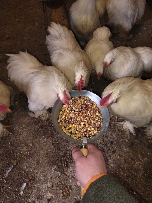 Cochinchina pitic alb Cocoși