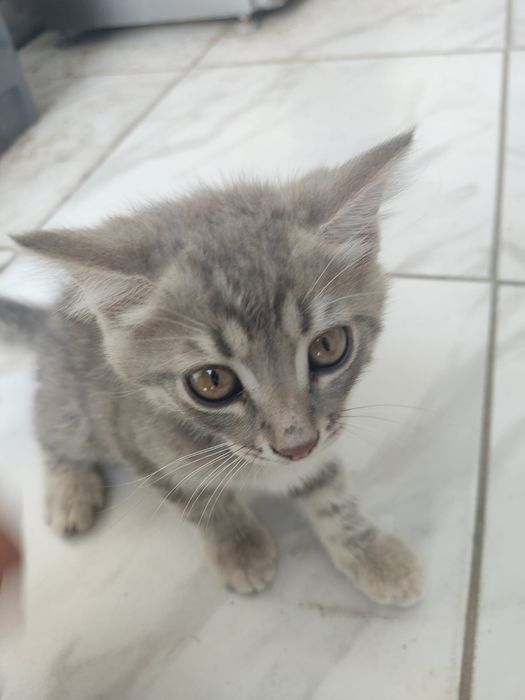Котята продается