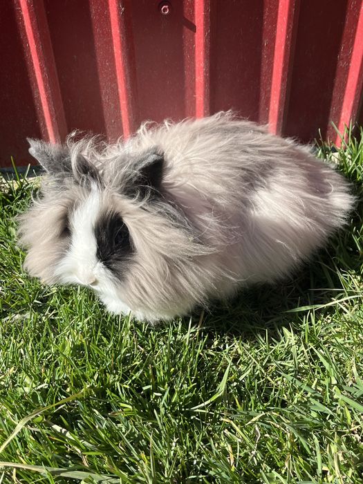 Iepure Cap de Leu + oferta din descriere