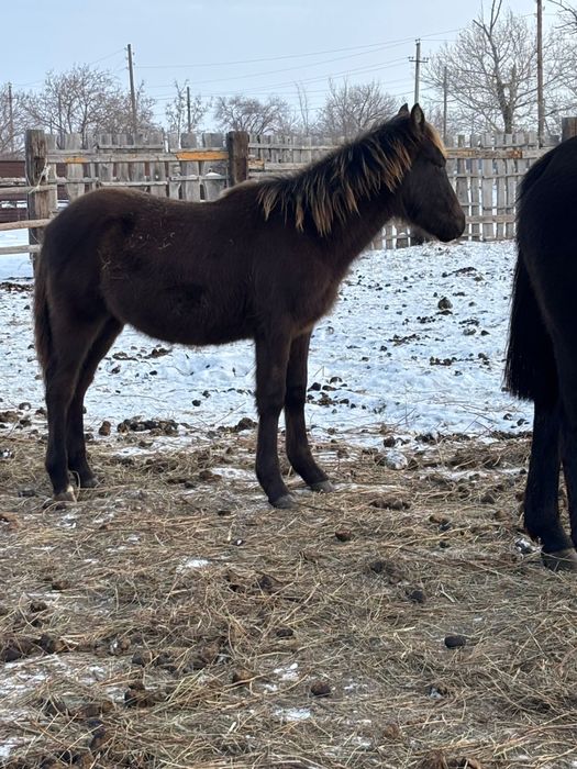 жабагы сатылады.       .