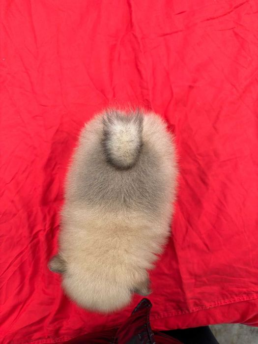 Băiețel pomeranian