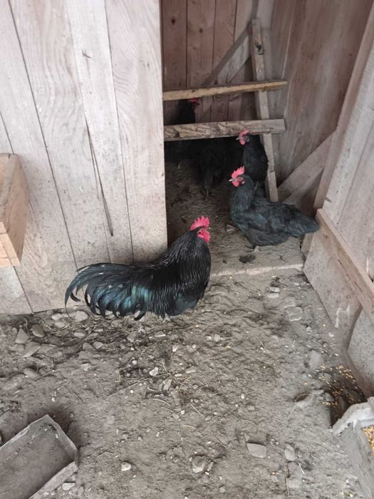 Oua de incubat gaini rasa Australorp
