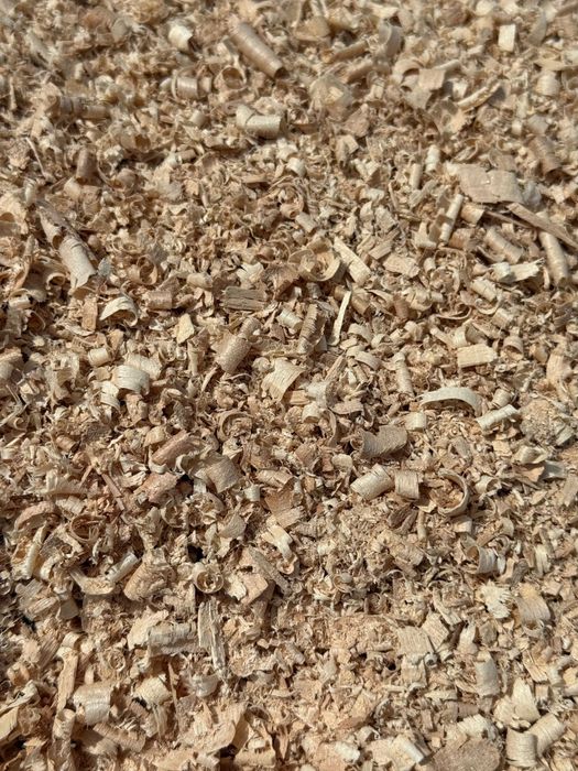 Rumegus fag uscat - pentru afumat