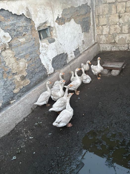 Продам линда Гуси 3,5 месяц.Село Каракудук