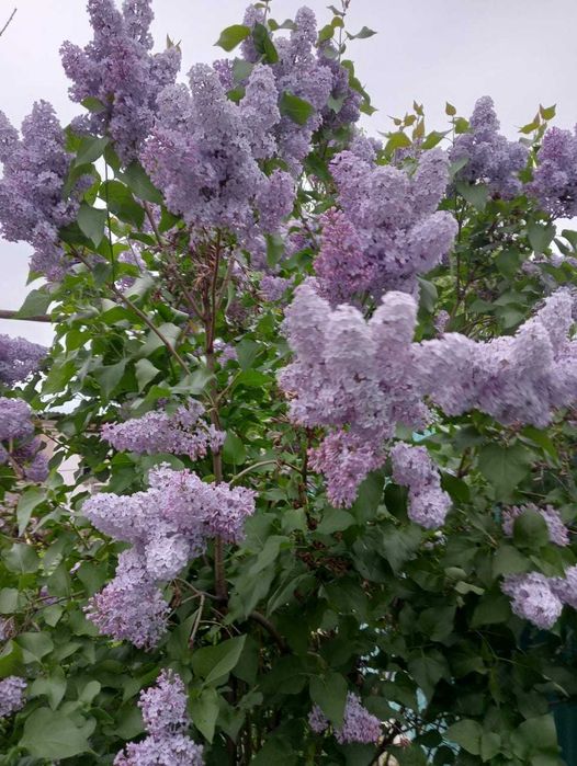 Саженцы сирени обыкновеной