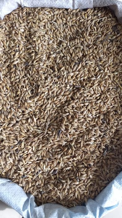 Реализуем зерновые культуры