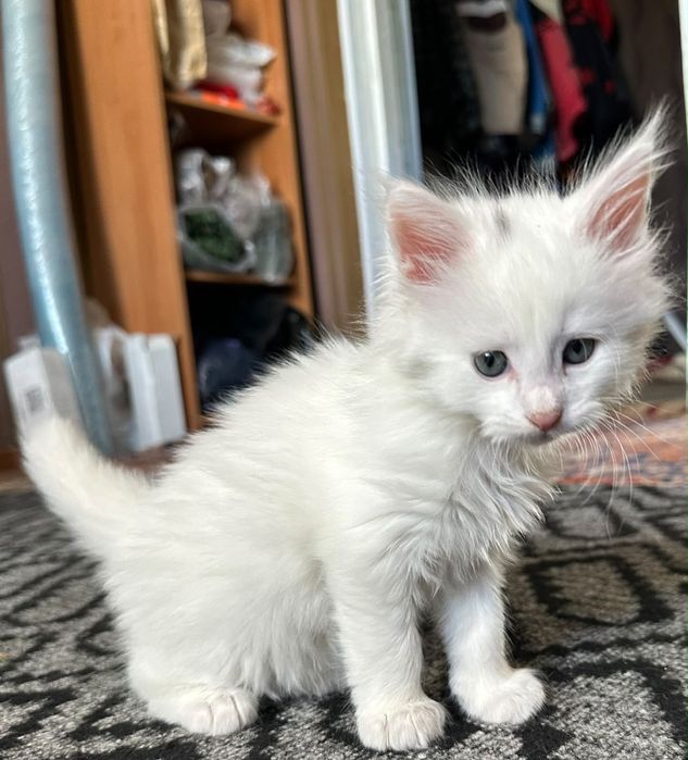 Отдам котят в добрые руки