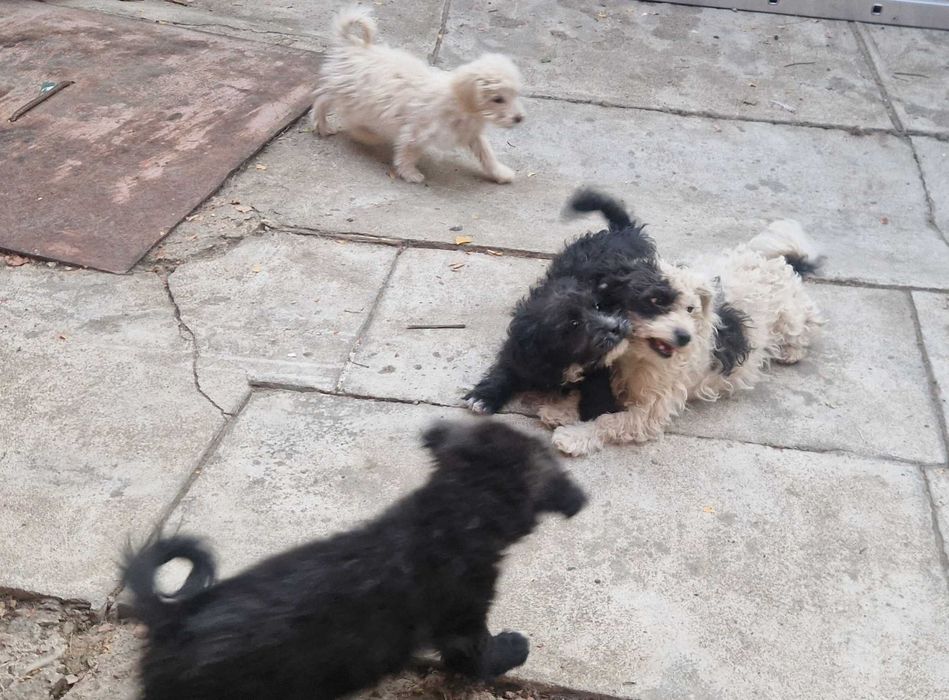 Donez catelusi metis de Bichon