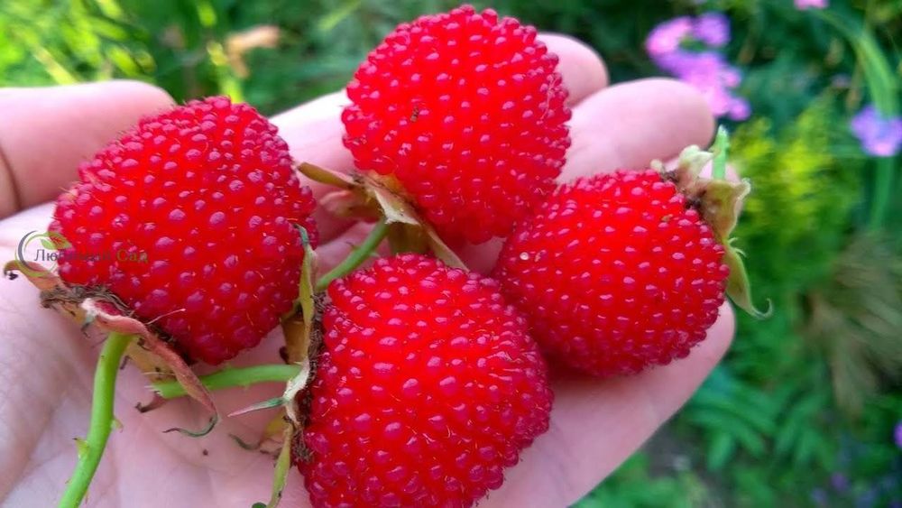 Тибет малинаси — ноодатий йирик мевали кўчат