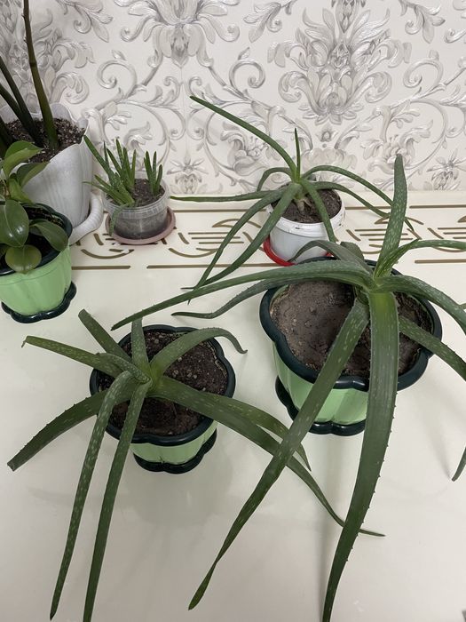 Алоэ сатылады, 1500 тг-ден басталады