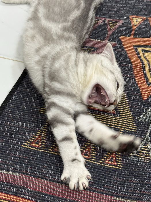 Шотландец вислоухий