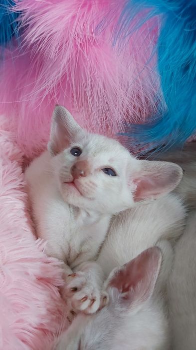 * ЭЛЬФЫ * - Ориентальные Котята !