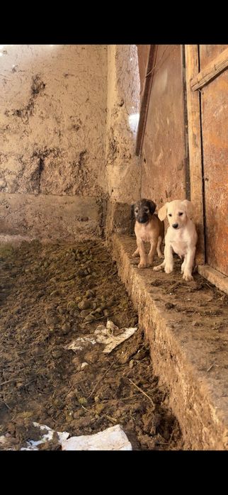 Тазы күшік тер бар