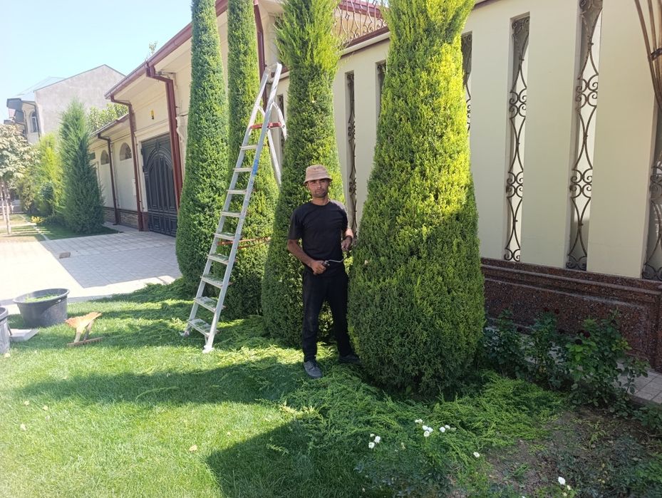 Арча кесиш дорилаш Дарахт кесиш буталаш шакил бериш.