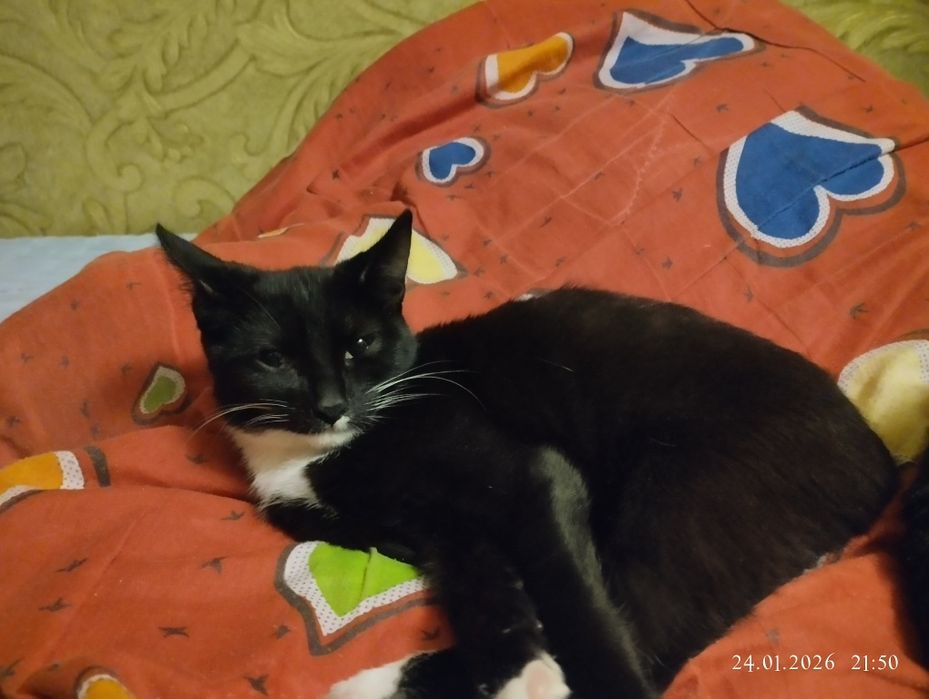 Отдам домашню кошечку