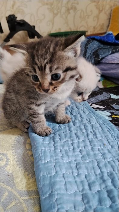 Отдам веслоухих котят в добрые руки