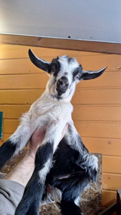 Козлята альпийской породы