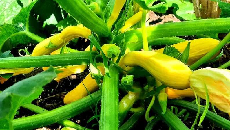 ПРОИЗВЕЖДАМ ОРГАНИЧЕН ДЪРВЕН ОЦЕТ ( Wood Vinegar) - тор за наторяване