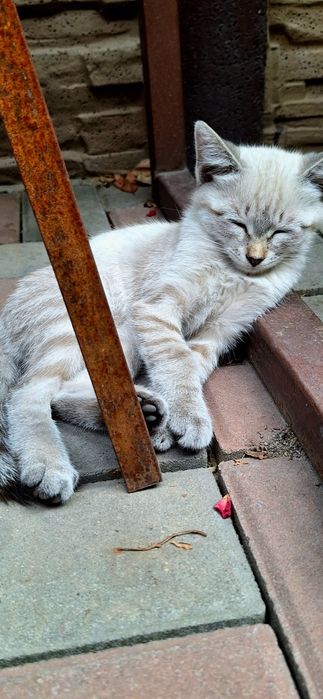 Кошечка котёнок девочка 3 месяца