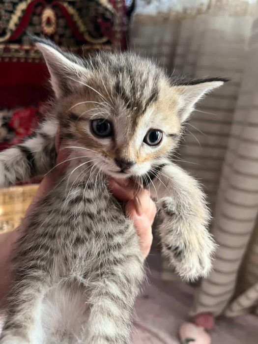 Тигровый комочек