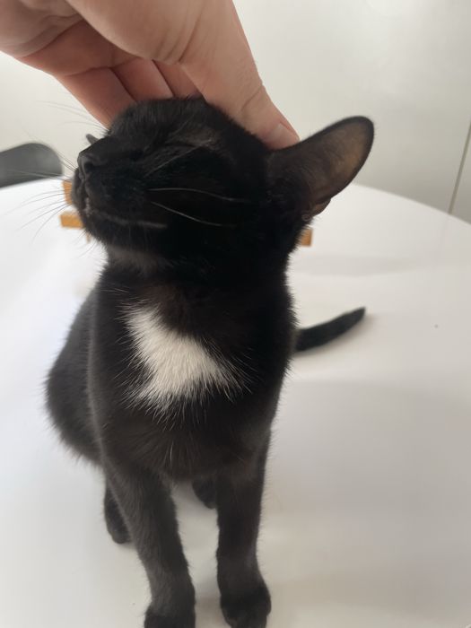 Ofer spre adoptie pui de pisica