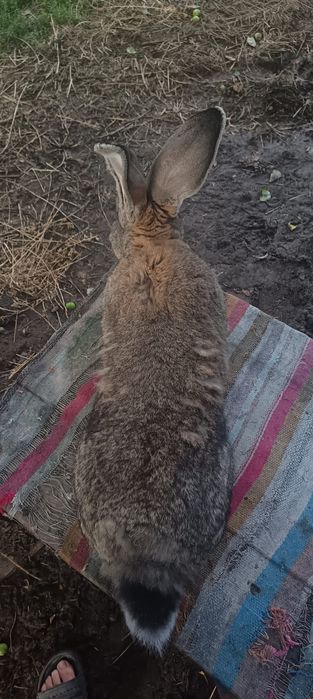 De vânzare sau schimb