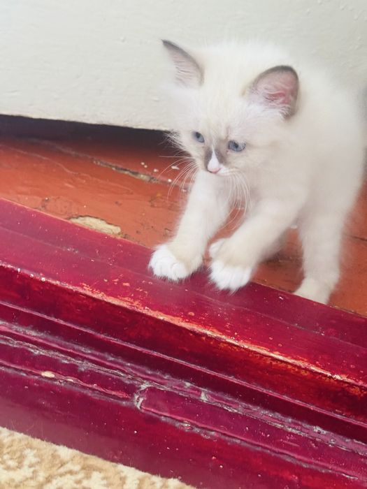 Продается котята Регдолы. 1,5 месяца.