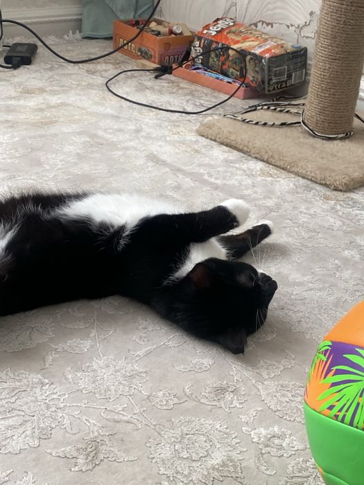 Отдам кошку в хорошие руки